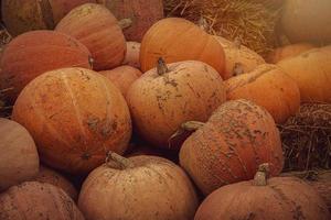 orange autumn fresh pumpkin lying outdoors as a decoration photo