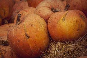 orange autumn fresh pumpkin lying outdoors as a decoration photo