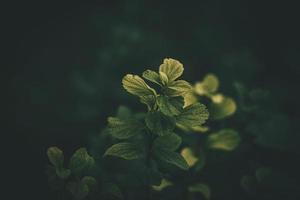 l small light green leaves of a bush on a dark floral background photo