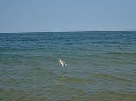 summer holiday landscape with blue sea water and sky and a flying seagull on a warm day photo