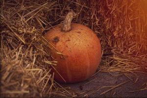 orange autumn fresh pumpkin lying outdoors as a decoration photo