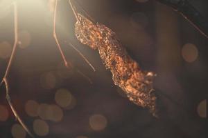 brown autumn leaf in the warm light of December sun photo