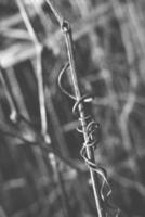 strange twisted shape of a climbing plant growing on a fence in close-up photo