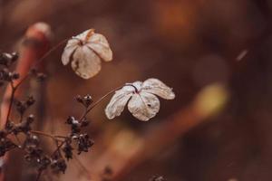 a withered delicate flower in the garden on a cold frosty day during falling white snow photo