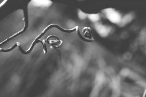 strange twisted shape of a climbing plant growing on a fence in close-up photo