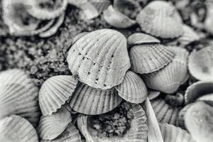 background of white small sea fragile shells lying on the beach photo