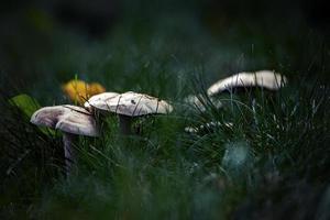 brillante otoño hongos en el verde césped en un otoño día foto