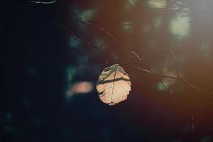 autumn golden leaves on the tree lit by warm soft afternoon light photo