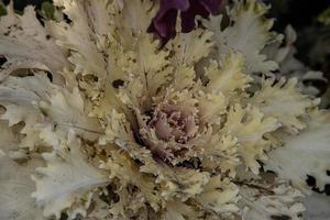 autumn background in close-up of decorative cabbage growing in the garden in the cold November sun photo