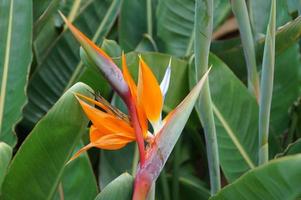 original real Strelitzia flor creciente en natural habitat en el ogora en de cerca foto