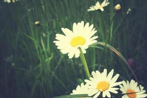 white camomiles growing in a green wild meadow on a summer day in close-up photo