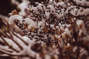 un marchito delicado flor en el jardín en un frío escarchado día durante que cae blanco nieve foto