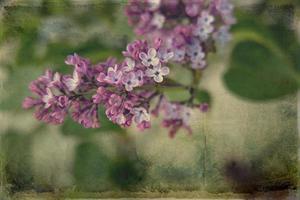 spring twig of blooming purple lilac with green leaves photo