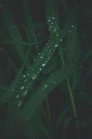 blemishes of the grass on a green background with silver drops of rain in close-up outdoors photo