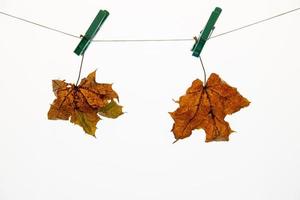 vistoso otoño arce hoja en un blanco aislado antecedentes clavado con un corchete acortar colgando en un cuerda foto