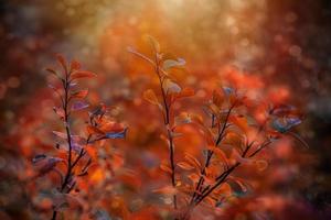 red autumn leaves of the bush in the warm afternoon sun in the garden photo