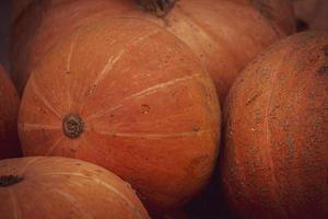 orange autumn fresh pumpkin lying outdoors as a decoration photo