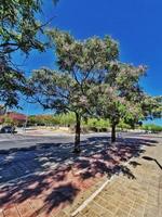 pring street with blooming trees in Alicante, Spain photo