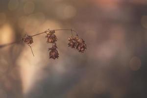 brown withered flowers in the warm December light in the garden in close-up photo