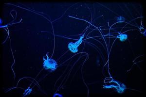 delicate jellyfish floating in black water in an aquarium creating an interesting background photo