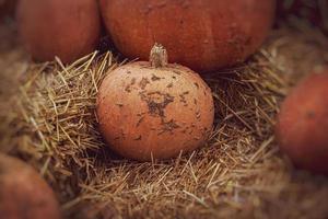 orange autumn fresh pumpkin lying outdoors as a decoration photo