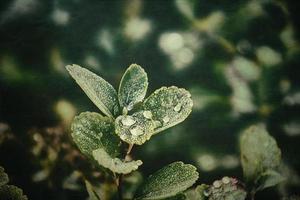 green summer bush with raindrops on the leaves in close-up photo