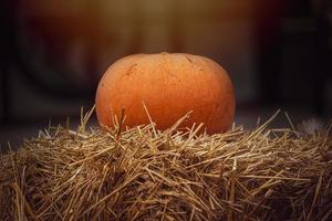 orange autumn fresh pumpkin lying outdoors as a decoration photo