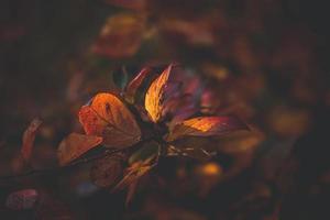 rojo y naranja otoño hojas de el arbusto en de cerca en un calentar día en el jardín foto