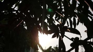 natureza fundo vídeos. a manhã Sol brilha através a folhas do a árvores silhueta natureza video