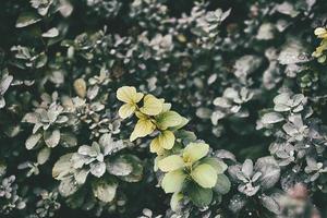 green summer bush with raindrops on the leaves in close-up photo