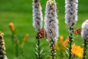 free butterflies among the flowers in the city garden on a warm sunny summer day, photo