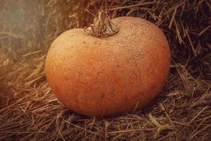 naranja otoño Fresco calabaza acostado al aire libre como un decoración foto