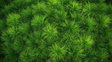 . . Concept of photo of green grass. Background pattern farming. Can be used for graphic design. Graphic Art