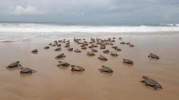 . . Macro shot of turtles running to the water ocean sea. Photo of national geography style. Graphic Art