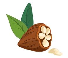 Cocoa beans. Chocolate cocoa beans tree. Organic product Doodle sketch for cafe, shop, menu. Vector illustration for label, logo, emblem, symbol.