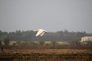 A view of a Whooper Swan at Martin Mere Nature Reserve photo