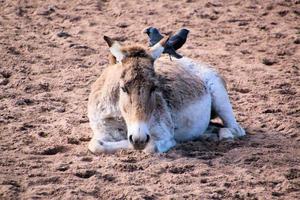 una vista de un caballo salvaje foto