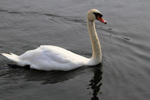 A view of a Mute Swan photo