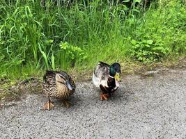 A view of a Mallard Duck photo