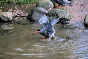 A view of an Inca Tern at Martin Mere Nature Reserve photo