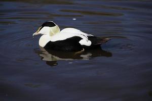 un ver de un eider Pato foto