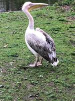 A view of a Pelican in London photo