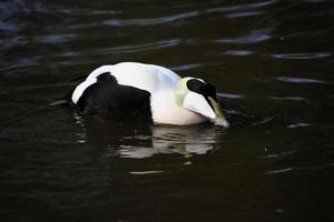 un ver de un eider Pato foto