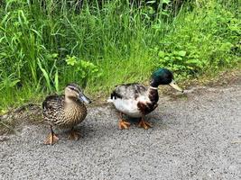 A view of a Mallard Duck photo