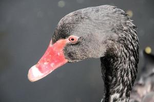 una vista de un cisne negro foto