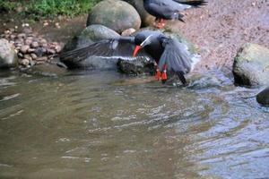 un ver de un inca golondrina de mar a martín mero naturaleza reserva foto