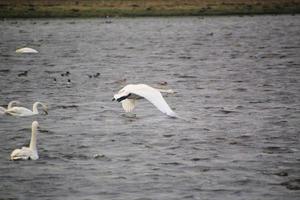 A view of a Whooper Swan at Martin Mere Nature Reserve photo