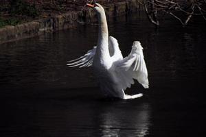 A view of a Mute Swan on the water photo