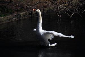 A view of a Mute Swan on the water photo