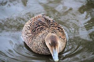 un ver de un eider Pato foto